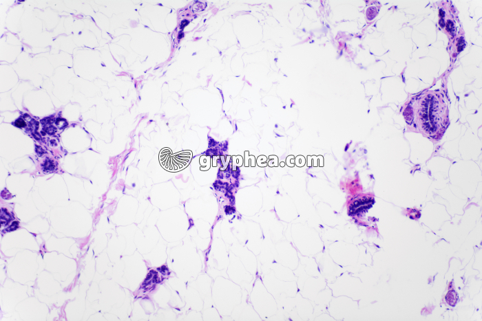 Glande mammaire au repos x40 - gryphea.com